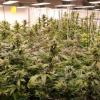 Zehn Cannabis-Clubs im Südwesten haben ihre Betriebserlaubnis. Darunter High Society Donau-Iller aus Kirchberg an der Iller und Otters CSC Ulm.