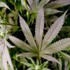 Seit 1. Juli 2024 dürfen Anbauvereinigungen in Deutschland die Lizenz zum Cannabis-Anbau beantragen. In Kirchberg an der Iller gibt es bereits eine Hanfplantage.