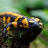 Die Bedrohung von Amphibienarten wie dem Salamander wird einer Studie der Goethe-Uni Frankfurt zufolge durch den Klimawandel verschärft. (Archivbild)